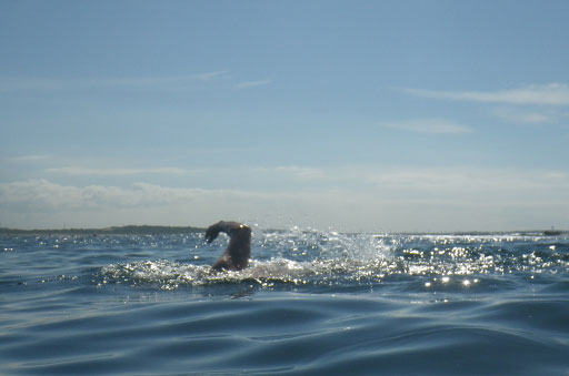 Shark Island Swim Challenge 2015